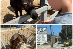 Amazing-trip-to-the-Donkey-Farm-7