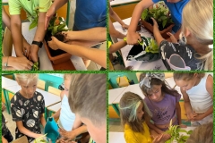 American-Academy-Primary-2