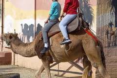 Camel-Park-11