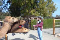 Camel-Park-20