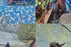 Dinosaurs-Park-and-Kingdom-of-Dragons-17