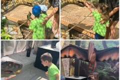 Dinosaurs-Park-and-Kingdom-of-Dragons-26