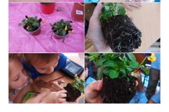 Environmental-Day-American-Academy-Limassol-33