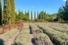 excursion-to-Cyherbia-21