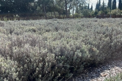 excursion-to-Cyherbia-22