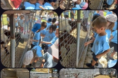 Golden-Donkeys-Farm-in-Skarinou-Village-13