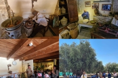 Golden-Donkeys-Farm-in-Skarinou-Village-14