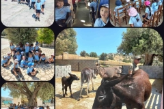 Golden-Donkeys-Farm-in-Skarinou-Village-15
