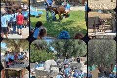 Golden-Donkeys-Farm-in-Skarinou-Village-5