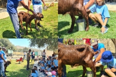 Golden-Donkeys-Farm-in-Skarinou-Village-7