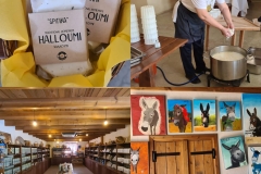 Golden-Donkeys-Farm-in-Skarinou-Village-9