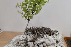 History-of-Limassol-28