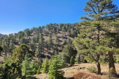 Jubilee-Hotel-in-the-Troodos-mountains-9