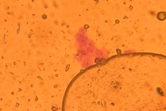 Our-biology-lesson-3