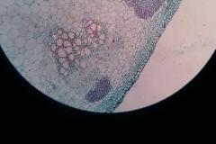 Our-biology-lesson-6
