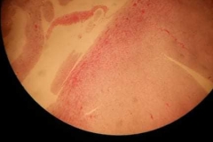 Our-biology-lesson-8