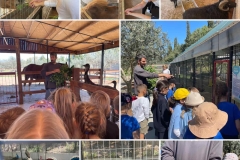 Petrides-farm-11