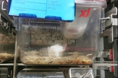 scientific-research-18