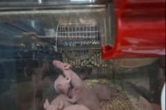 scientific-research-9