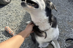 Williams-dog-shelter-in-Pareklisia-12