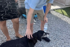 Williams-dog-shelter-in-Pareklisia-17