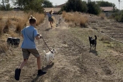 Williams-dog-shelter-in-Pareklisia-19