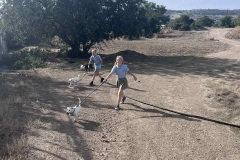 Williams-dog-shelter-in-Pareklisia-6