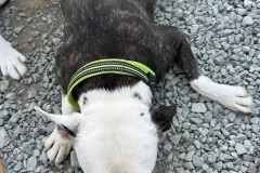 Williams-dog-shelter-in-Pareklisia-9