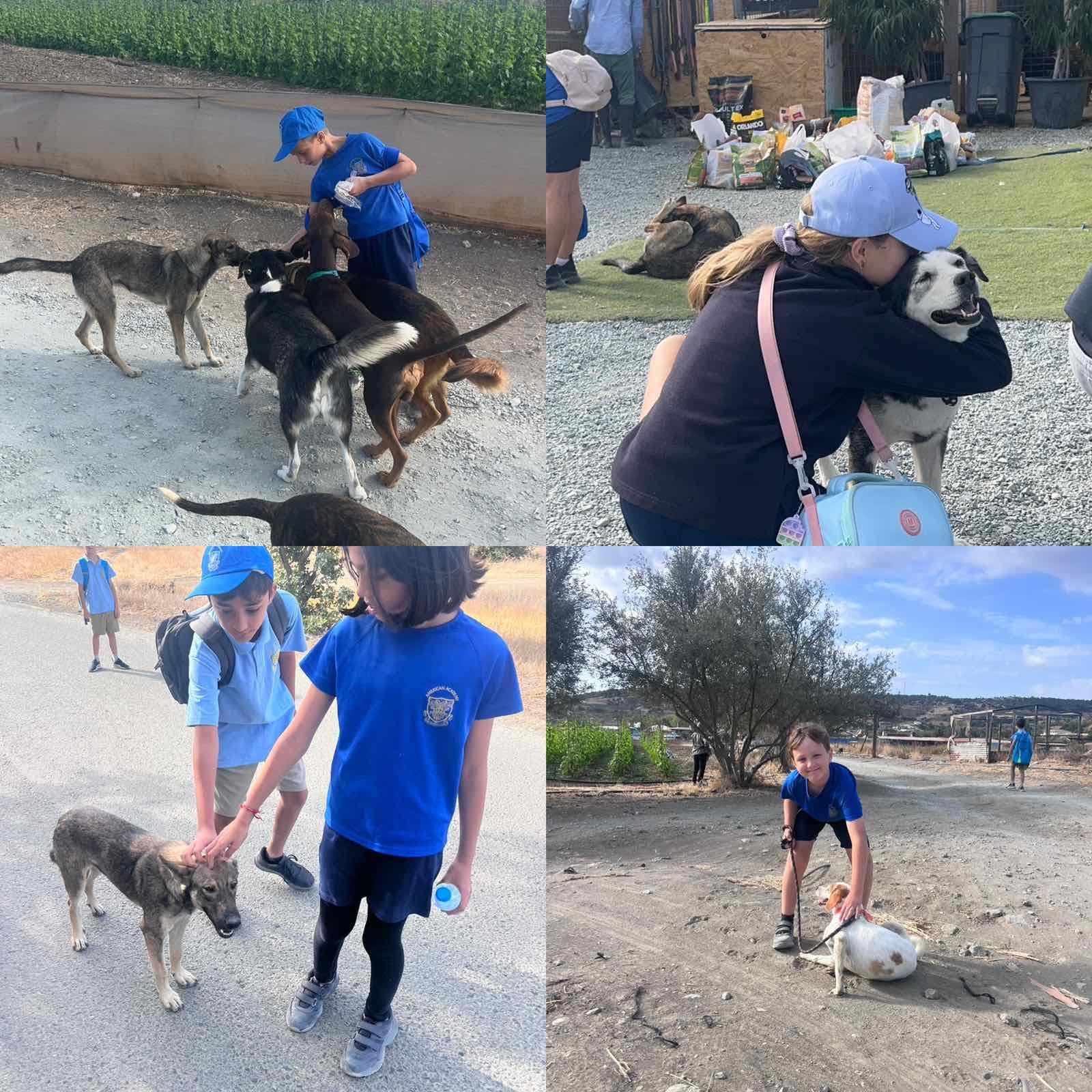 William Dog Sanctuary